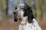 SETTER ANGLAIS 021